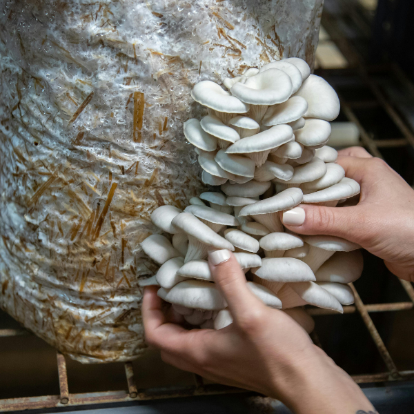 Mushroom Cultivation Workshop